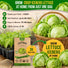 Lettuce Iceberg Seeds Pack 3G