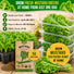 Mustard Southern Giant Seeds Pack 5G
