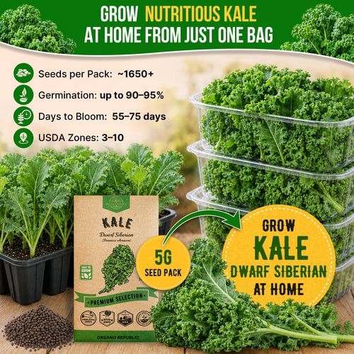 Kale Dwarf Siberian Seeds Pack 5G