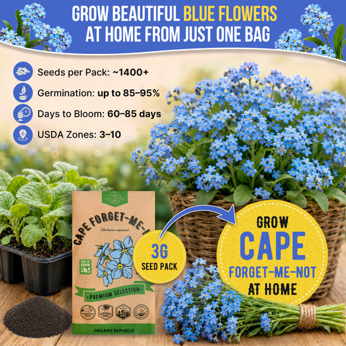 Cape Forget-Me-Not Seeds Pack 3G