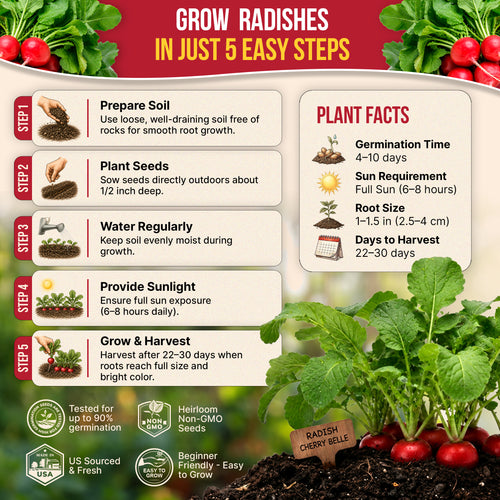 Cherry Belle Radish Seeds Pack 10G