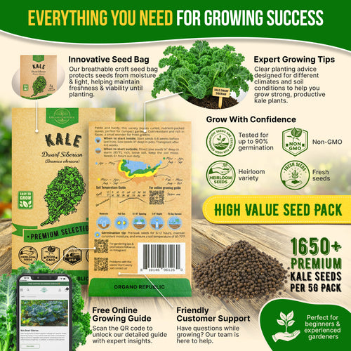 Kale Dwarf Siberian Seeds Pack 5G