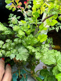 Review image 1