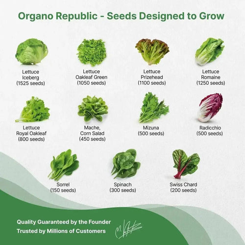 22 Lettuce & Salad Greens Seeds Variety Pack 24,700 Non - GMO Heirloom Lettuce Seeds - Organo Republic