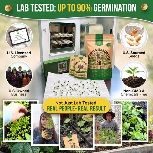 buy tea plant seeds Organo Republic 30 Medicinal & Tea Herb Seeds Variety Pack 15,560+ Non-GMO Heirloom Garden Seeds