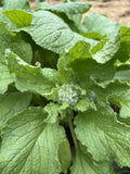 Review image 1