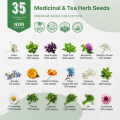 35 Medicinal & Tea Herb Seeds Variety Pack for Planting Indoor & Outdoors. 16,200+ Non-GMO Heirloom Herbal Garden Seeds: Anise, Bergamot, Borage, Cilantro, Chamomile, Dandelion, Rosemary Seeds & More - Organo Republic