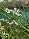 Review image 2