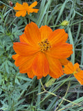Review image 3