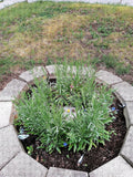 Review image 3