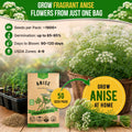 Anise Seeds Pack 5G