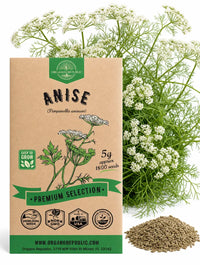 Anise Seeds