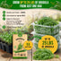 Arugula Roquette Seeds Pack 5G