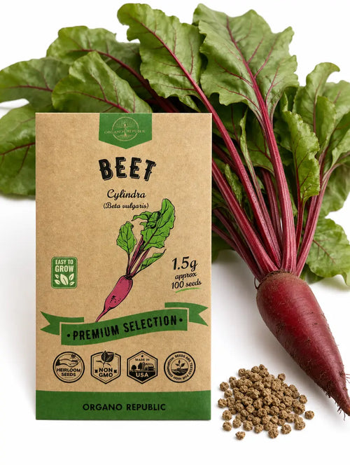 Beet Cylindra Seeds