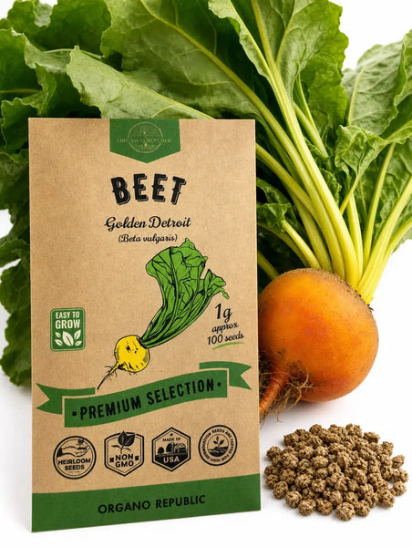 Beet Golden Detroit Seeds