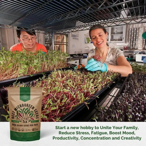 Beet Sprouting & Microgreens Seeds - Non - GMO, Heirloom Sprout Seeds Kit in Bulk 1lb Resealable Bag for Planting & Growing Microgreens in Soil, Coconut Coir, Garden, Aerogarden & Hydroponic System. - Organo Republic