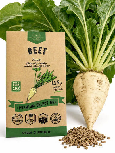 Beet Sugar Seeds
