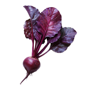 Beet Bull's Blood - 1.5G