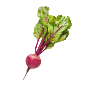 Beet Chioggia - 1G