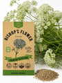 Bishop's Flower Seeds