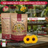 Black-Eyed Susan Seeds Organo Republic