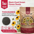 Black-Eyed Susan Seeds Organo Republic