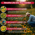 Black-Eyed Susan Seeds Organo Republic