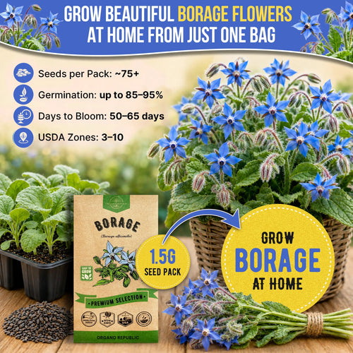 Borage Seeds Pack 1.50G