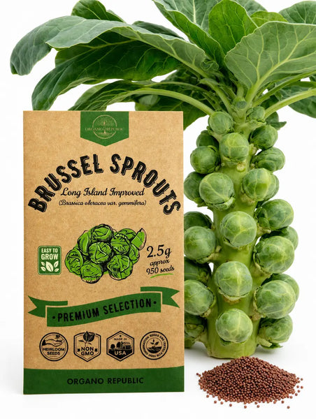 Brussel Sprouts Long Island Improved Seeds