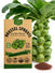 Brussel Sprouts Long Island Improved Seeds