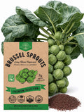 Brussel Sprouts Long Island Improved Seeds
