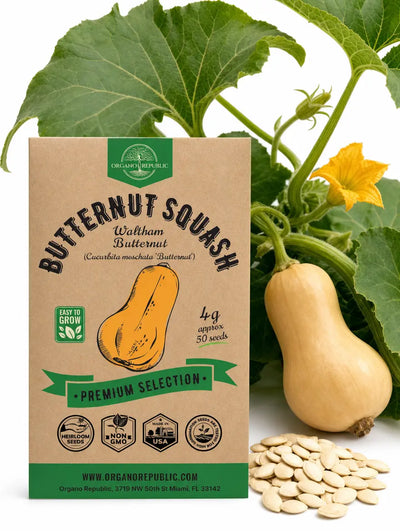 Butternut Squash Seeds