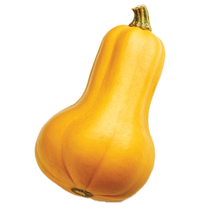 Butternut Squash - 4G