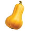 Butternut Squash - 4G