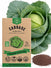 Cabbage Golden Acre Seeds - Organo Republic