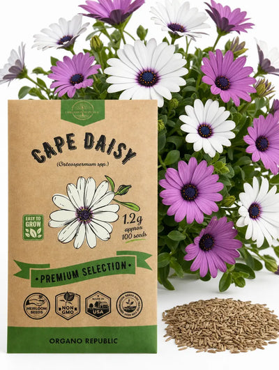 Cape Daisy Seeds – Non-GMO Heirloom