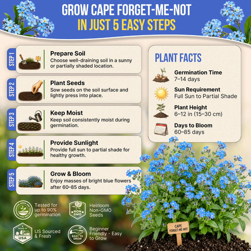 Cape Forget-Me-Not Seeds Pack 3G