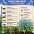 Cape Forget-Me-Not Seeds Pack 3G