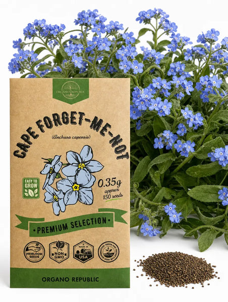 Cape Forget-Me-Not Seeds