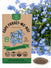 Cape Forget-Me-Not Seeds - Organo Republic