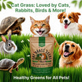 Cat Grass Seeds Mix - 20,800 Non - GMO Heirloom Seeds for Cats & Pets, 16 oz Pack for Growing Fresh Barley, Oat, Rye & Wheat Grass Seeds for Planting, Indoor Plants for Pets, Hairball Remedy for Cats - Organo Republic