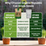 Cat Grass Seeds Mix Organo Republic