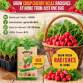 Cherry Belle Radish Seeds Pack 10G
