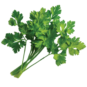 Curled Chervil - 2G