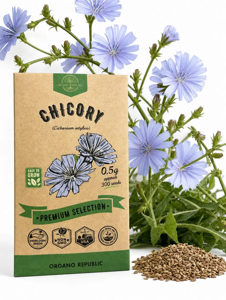 Chicory Seeds
