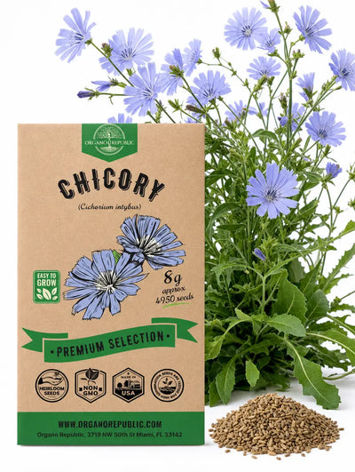 Chicory Seeds