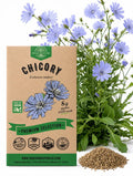 Chicory Seeds