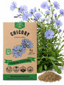 Chicory Seeds - Organo Republic