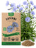 Chicory Seeds - Organo Republic