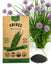 Chives Seeds
